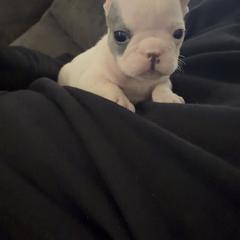 Star - White and black female French Bulldog puppy in Reading, Pennsylvania from Lomi Kennel