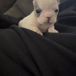 Star - White and black female French Bulldog puppy in Reading, Pennsylvania from Lomi Kennel