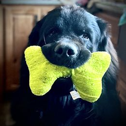 Doc - Newfoundland