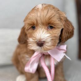 Honey - Gold female Australian Labradoodle puppy in Citrus Heights, California from Elite Blend Labradoodles