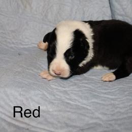 Reaper -red - Black and white female Border Collie puppy in Crawfordsville, Indiana from Rescued Dreams Border Collies