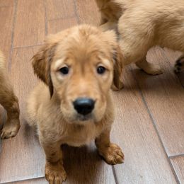 Golden Retriever Puppies from 10 Piece Golden Nugget Retrievers