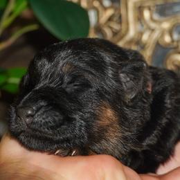 Pink collar - Black and red female German Shepherd puppy in Howell, Michigan from Sheyenne’s Shepherds