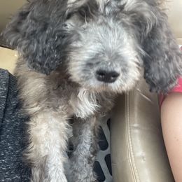 Aussiedoodle, Poodle, and Saint Berdoodle Puppies from Remington Kennels, LLC