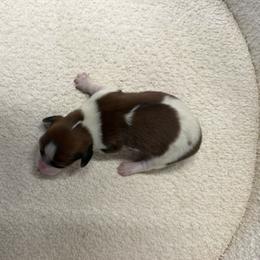 Chocolate pie - Chocolate male Dachshund puppy in Spokane, Washington from Dearhaven Doxie