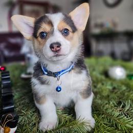 Spruse - Black and tan female Pembroke Welsh Corgi puppy in Fortine, Montana from North Star Pembroke Welsh Corgi's