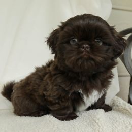 Green Boy - Chocolate male Shih Tzu puppy in Tyler, Texas from Sunnybelle Shih Tzus