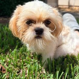 May - White female Shih Tzu puppy in Saint Johns, Florida from BEH Puppies LLC