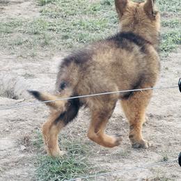 Girl 1 - female German Shepherd puppy in Jonesborough, Tennessee from Bouchard’s Best Shepherds