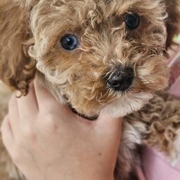 Aussiedoodle, Cockapoo, and Goldendoodle Puppies from Hilltop Doodles KY LLC