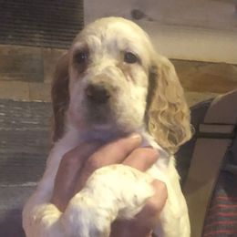 Girl 2 - Orange belton English Setter puppy in Spruce Pine, North Carolina from Violet Hill English Setters