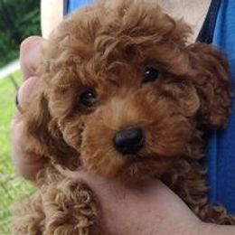 Poodles from Christina Miller's Poodles