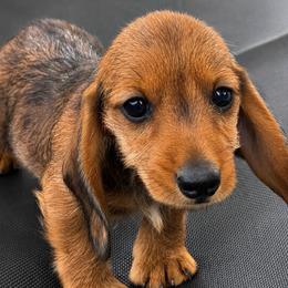 Janet - Red female Dachshund puppy in Greenup, Kentucky from Tygart Creek Dachshunds