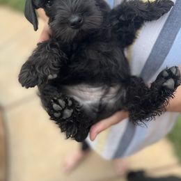 Boy 3 - Black Miniature Schnauzer puppy in St. George, Utah from Schnauzer Society