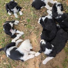 Sheepadoodle puppies from Oodles of poodles and doodles