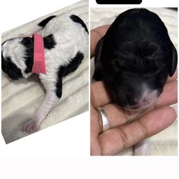 Pink Collar - Parti female Poodle puppy in League City, Texas from Chauffeured Poodles