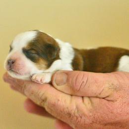 Shichon puppies from PTK Ranch