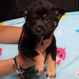 Gracie - Black and tan female Shiba Inu puppy in Ewing Township, New Jersey from NJ Shiba Baby
