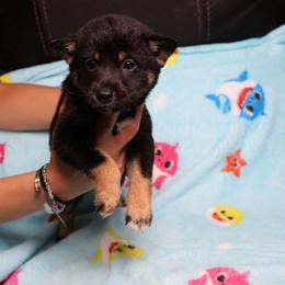 Gracie - Black and tan female Shiba Inu puppy in Ewing Township, New Jersey from NJ Shiba Baby