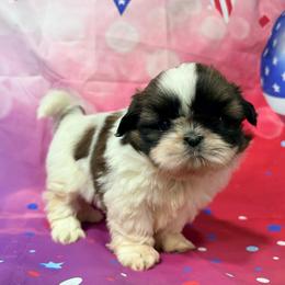 Suzie Q - Gold and white female Shih Tzu puppy in New York, New York from Falling Star