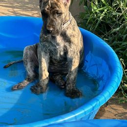 Great Dane Puppies from Ellenni Danes