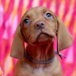 Eeyore - Golden rust male Vizsla puppy in Bloomington, Indiana from Envizion