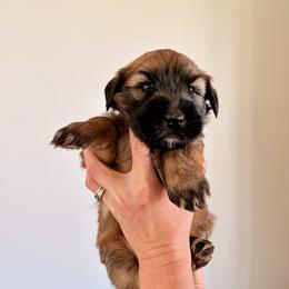 Mr Pink - Wheaten male Soft Coated Wheaten Terrier puppy in Fowler, Ohio from Warzalas wheatens