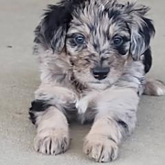 Bordoodle Puppies from Brisby Bordoodles