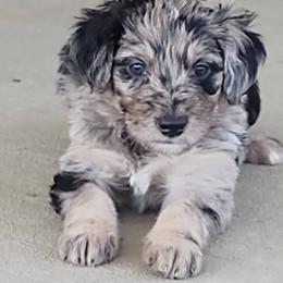Bordoodle Puppies from Brisby Bordoodles