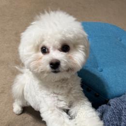 Turquoise - White female Bichon Frise puppy in Rome, Georgia from Southern Sands Bichons
