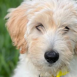 Goldendoodles from Tracy Robertson