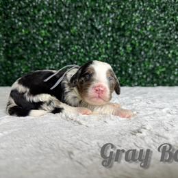 Gray boy - Blue merle male Bernedoodle puppy in Modesto, California from Two Doods Doodles