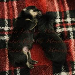 Boy 1 - Black and tan male Pomeranian puppy in Plantersville, Texas from Endure Farm & Homestead