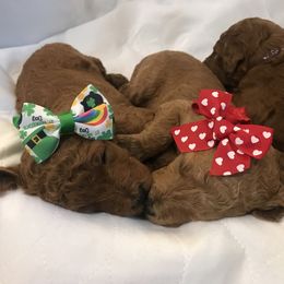 Poodle Puppies from Prissy Pants Poodles LLC