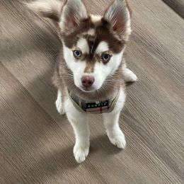 Pomsky Puppies from Icelandic Thunder