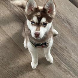 Pomsky Puppies from Icelandic Thunder