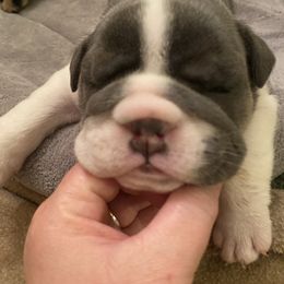 Bulldog Puppies from Sharon Hensley