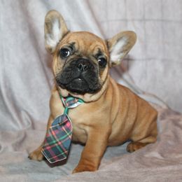 Boxer, Bulldog, and French Bulldog Puppies from Hillview Kennels