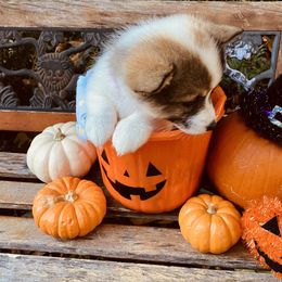 American Corgi and Pembroke Welsh Corgi Puppies from Cascadian Space Coast Corgis LLC
