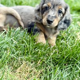 Dachshund Puppies from Gem State Mini Dachshunds