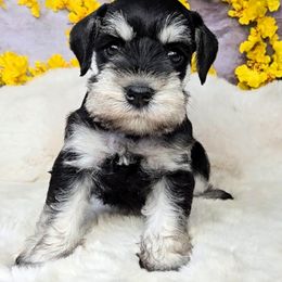 Paisley - Pink Collar - Black and silver female Miniature Schnauzer puppy in Coarsegold, California from Halo Schnauzer