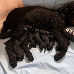 Poodle puppies from Stormy Skye Poodles