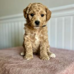 Cap'n Crunch - Apricot male Goldendoodle puppy in Taylorsville, North Carolina from Heartfelt Doodles