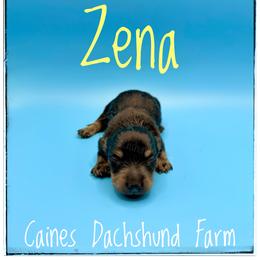 Zena - Black and tan female Dachshund puppy in Cincinnati, Ohio from Caines Dachshund Farm
