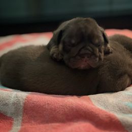 Bulldog and French Bulldog Puppies from JuneBug Bullies