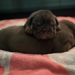 Bulldog and French Bulldog Puppies from JuneBug Bullies
