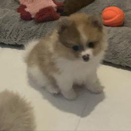 Boy 2 - Chocolate merle male Pomeranian puppy in Maplefalls, Washington from Snow peak poms