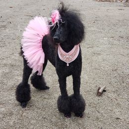 SI - Poodle