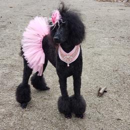 SI - Poodle