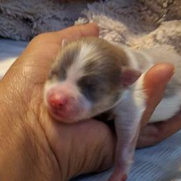 Bliss - Blue and tan male Pomeranian puppy in Los Angeles, California from Pommies of LA